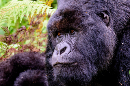 head shot of a silverback mountain gorillaの写真素材