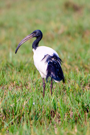 Sacred ibis in the fieldsの写真素材