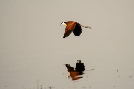 African jacana and its reflection in flight