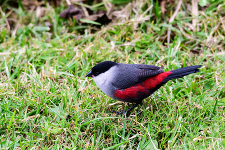 Black crowned waxbill on the groundの写真素材