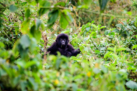 Baby mountain gorilla watching from its perch on the top of a bushの写真素材