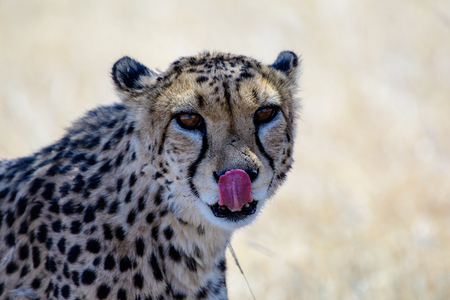 Cheetah facing licking its lipsの写真素材