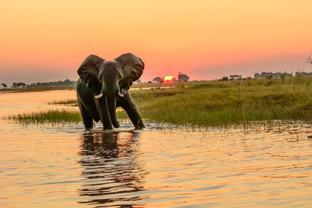 African elephant bathing as the sun goes downの写真素材