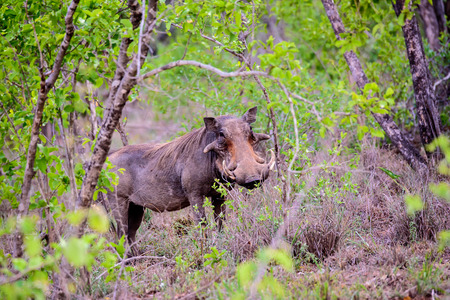 warthog watching from a safe distanceの写真素材
