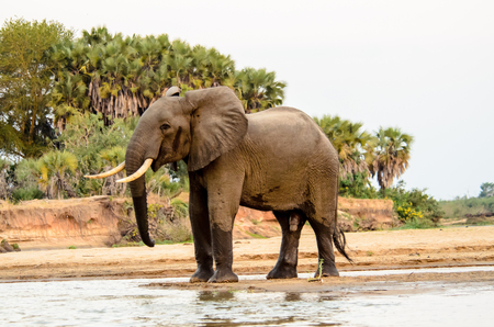 Magnificent bull elephant at the water's edgeの写真素材