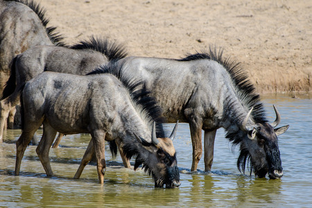 Wildebeest drinking at a waterholeの写真素材