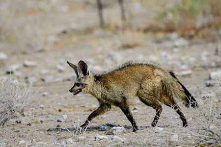 Bat eared fox on the moveの写真素材