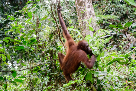 Orangutan swinging in the treesの写真素材