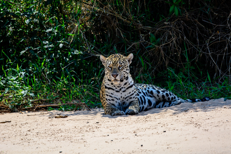 Alert Jaguar watching closelyの写真素材