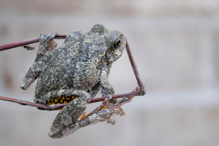 Tree Frog on Branch