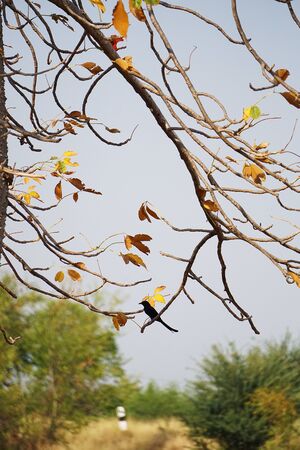 natureの写真素材
