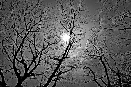 Black & Whiteの写真素材