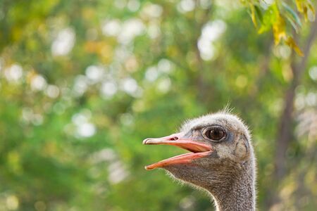 Ostrichの写真素材