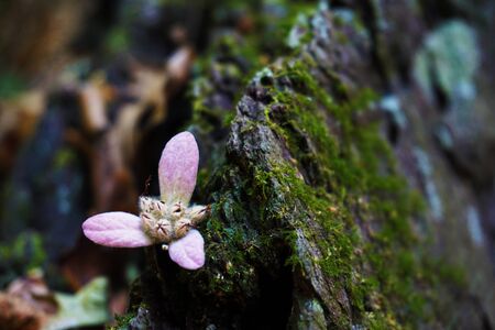 rock and flowerの写真素材