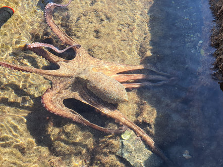 Wild octopus in the beach
