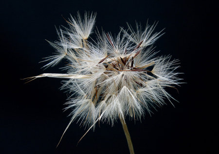Dandelion seed head clock on black background