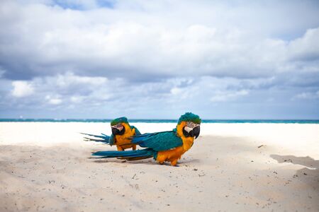 Two yellow and blue tropical parrots walking on a white sand beach with the sea in the backgroundの写真素材