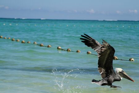 Pelican flying low above the sea water with some buoys on the bottom delimiting the waterの写真素材