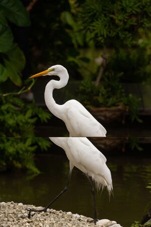 Vertical photo of a white zygote walking along a riverbank with plants and treesの写真素材