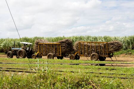 Person driving a tractor full of dry logs in the middle of wheat fieldsの写真素材