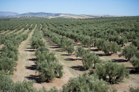 Plantation Olive Treesの写真素材