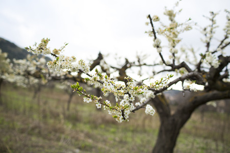 Almond trees blooming in orchard against blueの写真素材