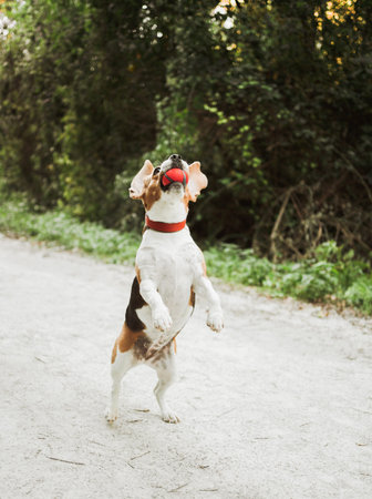 Beagle dog jumping for red ballの写真素材