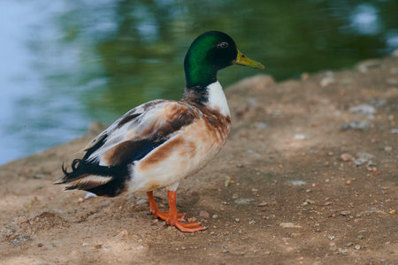 Duck with open wings on a pond. Duck flying over a pond. Duck with open wings. wild-duck. wildlifeの写真素材