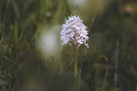 A white flower is in the foreground of a green field. The flower is surrounded by grass and he is the only one in the area. The image has a peaceful and serene moodの写真素材
