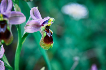A flower with a green center and purple petals. The flower is surrounded by green leaves. The flower is in a field with other flowersの写真素材