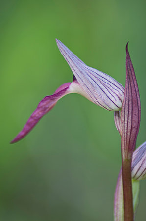 A purple flower with a long stem and a pointed tip. The flower is in the middle of a green backgroundの写真素材