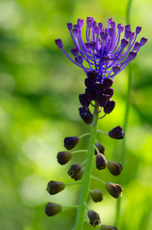A purple flower with many small purple flowers on it. The flower is surrounded by green grass. The flower is in the middle of the imageの写真素材