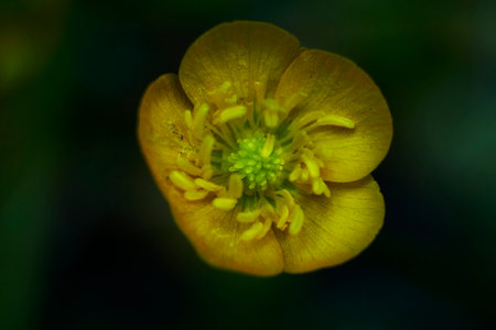A yellow flower with green leaves. The flower is in the center of the imageの写真素材