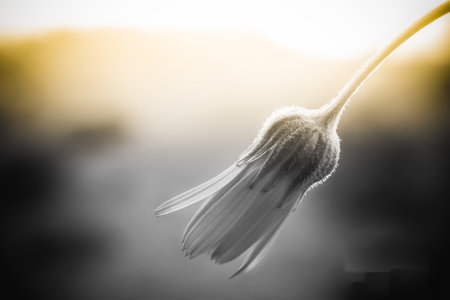 A flower with a stem is shown in a black and white photo. The flower is in the foreground and the stem is in the background. The photo has a moody and artistic feel to it, with the blackの写真素材