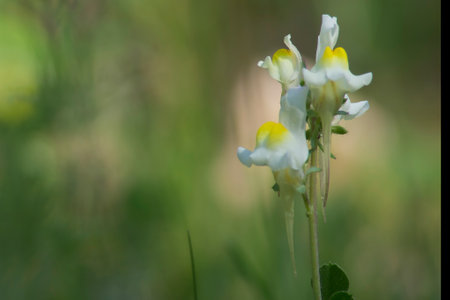 A single white flower with yellow petals is the main focus of the image. The flower is surrounded by green grass, giving the impression of a peaceful, natural setting. The bright colors of the flowerの写真素材