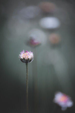 A close up of a flower with a frosty look at it. The flower is surrounded by other flowers, but it is the only one that is visible. The image has a serene and peaceful moodの写真素材