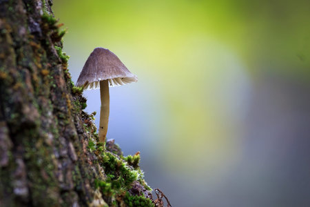 A mushroom is growing on a tree branch. The mushroom is small and brown. The tree branch is covered...