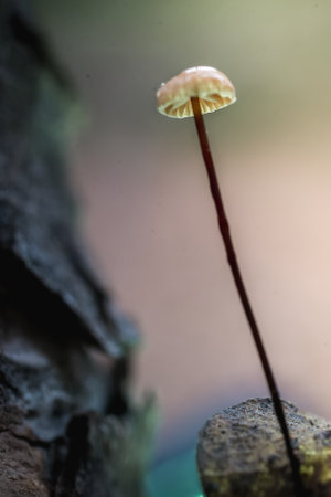Mushroom macro photographyの写真素材