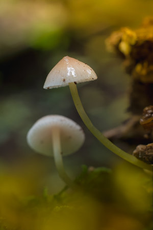 Mushroom macro photographyの写真素材