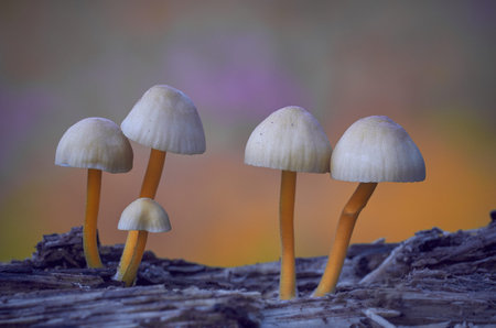 A group of mushrooms are growing on a log. The mushrooms are all different sizes and are spread out...