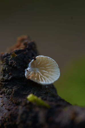 A mushroom is sitting on a branch. The mushroom is white. The branch is brown and has some moss...