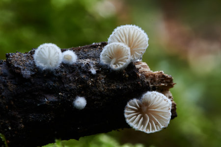 A group of mushrooms growing on a log. The mushrooms are white and appear to be growing in a clusterの写真素材
