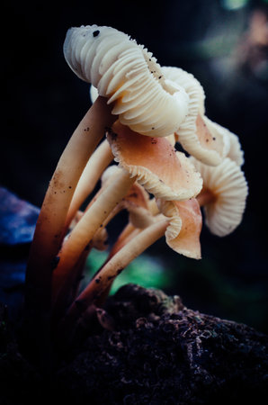 A cluster of mushrooms with brown tips and white centers. The mushrooms are growing on a log. The image has a moody and mysterious feel to itの写真素材