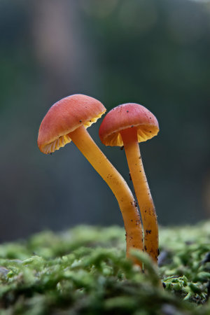 Two mushrooms are standing next to each other on a mossy ground. The mushrooms are orange and yellow...