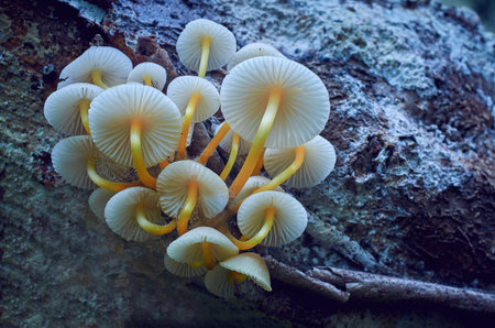 A cluster of white mushrooms with yellow tips are growing on a rock. The mushrooms are clustered...