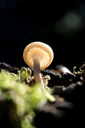 A mushroom is sitting on a dark surface. The mushroom is white and has a brown stem. The mushroom is surrounded by green mossの写真素材