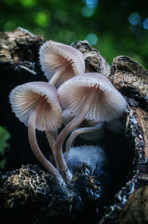 Three mushrooms are growing on a log. The mushrooms are white and have a fuzzy texture. The image has a peaceful and serene mood, as the mushrooms are growing in a natural settingの写真素材