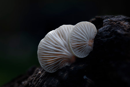 A small white mushroom is sitting on a rock. The mushroom is delicate and has a unique shape. It is surrounded by the dark rock, which adds a sense of mystery and intrigue to the sceneの写真素材