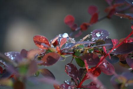 Colorful spring flowers in parkの写真素材