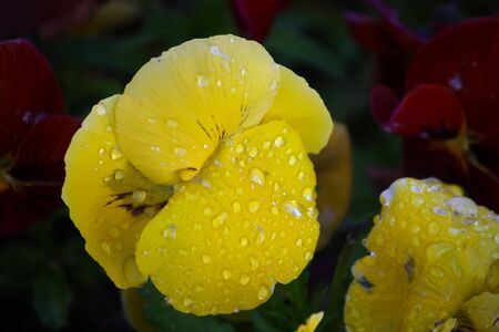 flowers in a public garden on a spring dayの写真素材